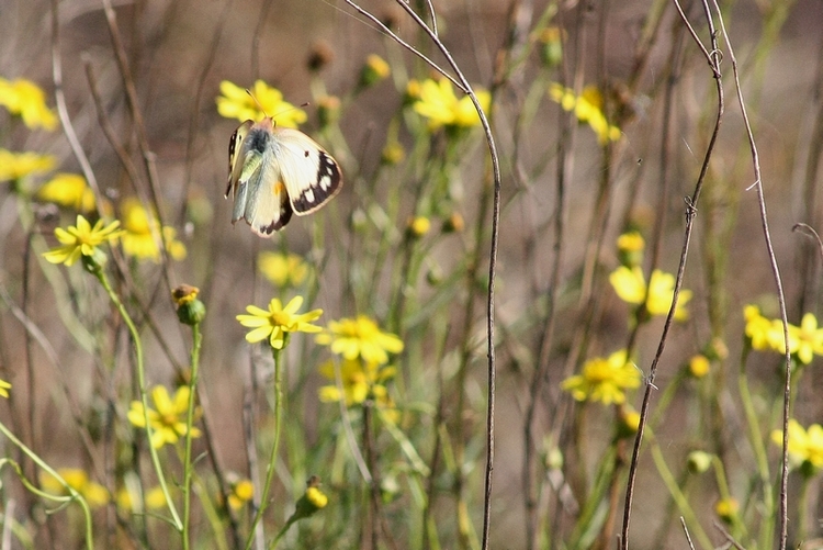 La bellezza � nei colori ma la grazia � nel volo